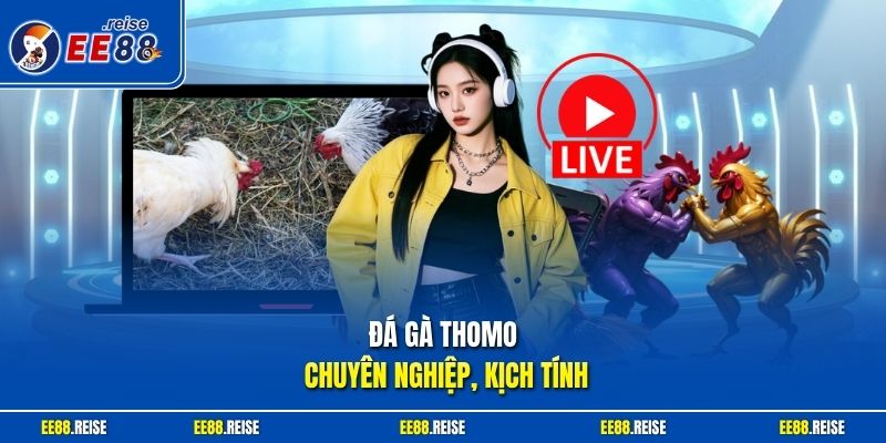 Đá gà Thomo chuyên nghiệp, kịch tính